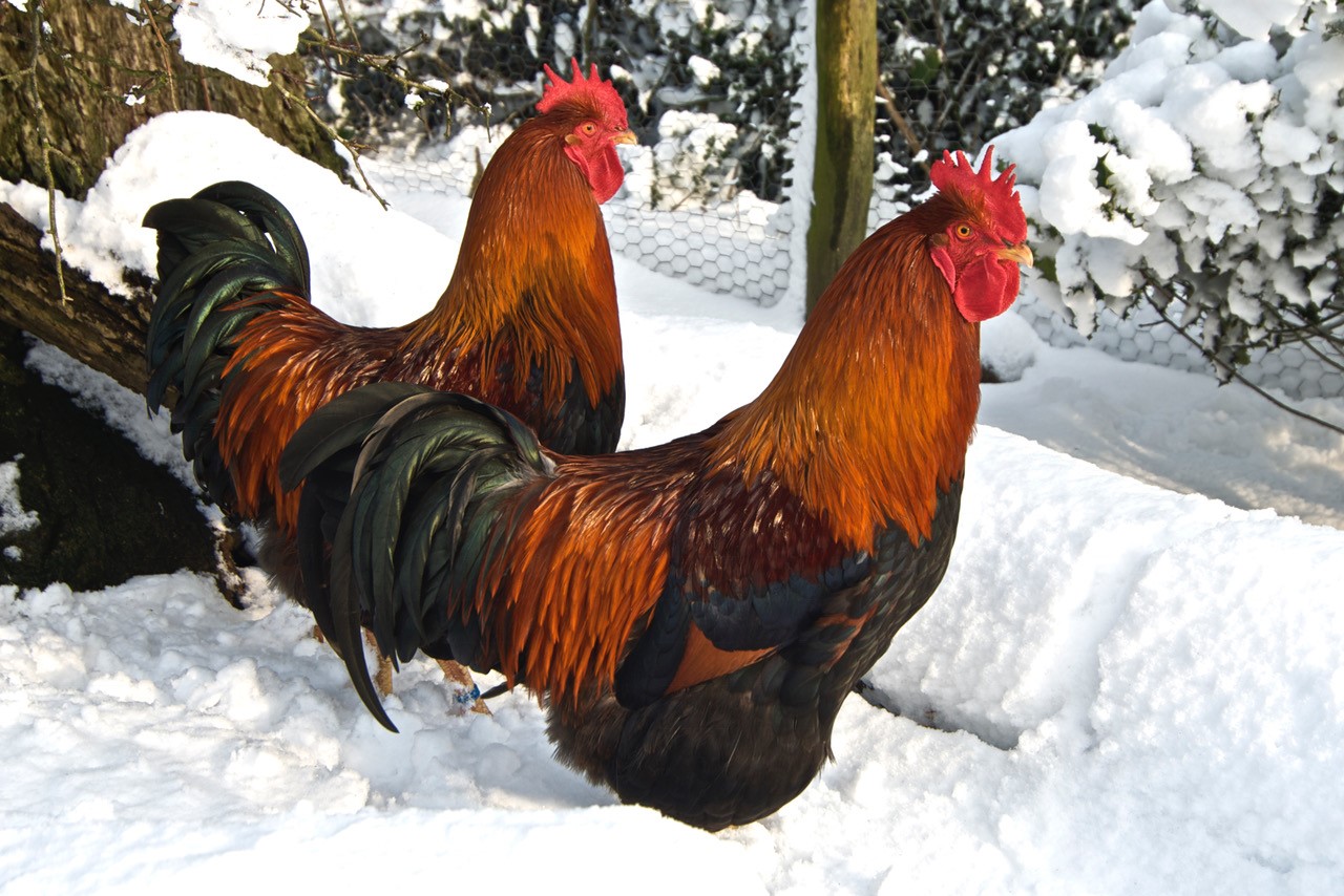 cockerels in snow