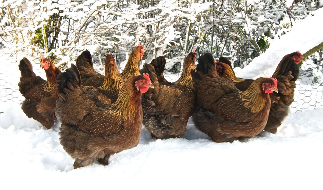hens in snow